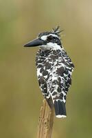 oiseau photographie, oiseau des photos, la plupart magnifique oiseau la photographie, la nature la photographie photo