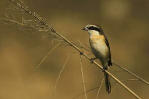 oiseau photographie, oiseau des photos, la plupart magnifique oiseau la photographie, la nature la photographie photo