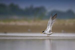 oiseau photographie, oiseau des photos, la plupart magnifique oiseau la photographie, la nature la photographie photo