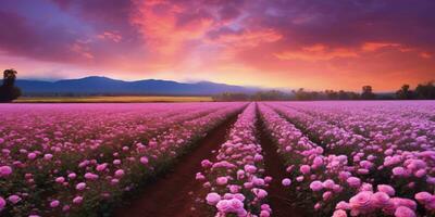 ai généré Rose champ dans le lever du soleil Matin avec magnifique ciel photo