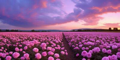 ai généré Rose champ dans le lever du soleil Matin avec magnifique ciel photo