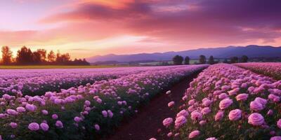 ai généré Rose champ dans le lever du soleil Matin avec magnifique ciel photo