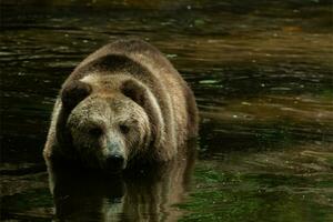 grisonnant ours ou Ursus arctos horrible photo