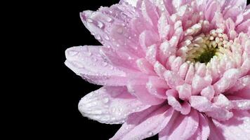 rose chrysanthème fleurs avoir rosée sur leur pétales photo