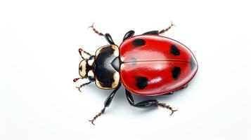 ai généré photo de coccinelle isolé sur blanc Contexte. génératif ai