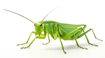 ai généré photo de Katydid isolé sur blanc Contexte. génératif ai