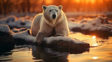 ai généré une photo de une polaire ours permanent sur une fusion la glace banquise à le coucher du soleil. génératif ai