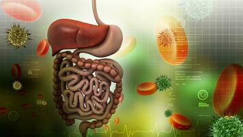 3d abdominal image avec vitamines et les harmonies, Humain corps partie, processus de abdominal photo