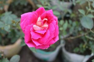 fermer de magnifique Rose photo