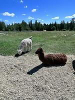 deux lamas et une mouton dans une champ photo