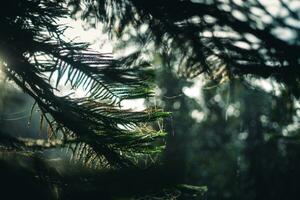 foncé vert pin branches et feuilles dans le Matin photo