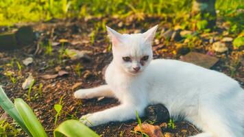 blanc chats généralement avoir doux, nettoyer fourrure en plein air photo