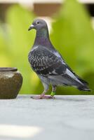 retour Pigeon permanent Extérieur photo