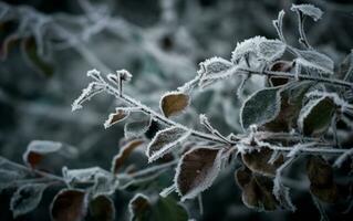 ai généré macro foncé paume les plantes laisser photo