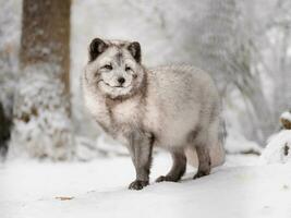 portrait de Arctique Renard dans neige photo