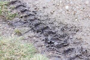 roue Piste sur boue. traces de une tracteur ou lourd hors route voiture sur marron boue dans humide Prairie photo