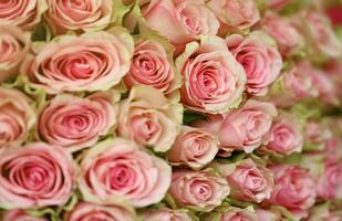 bouquet de coloré des roses comme arrière-plan, fermer. rose fleurs photo