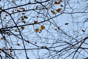 branches d'automne avec des feuilles mortes photo