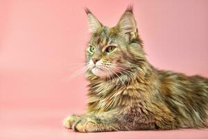 chat maine coon, couleur de pelage écaille de tortue. photo