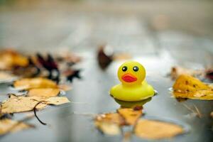 jouet de canard dans une flaque d'automne avec des feuilles photo