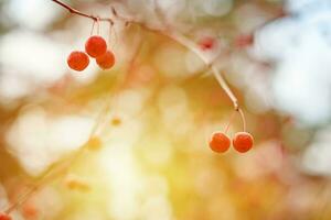 baies de viorne sur les branches photo