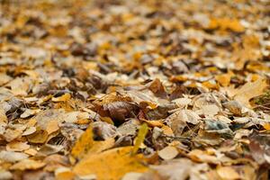 feuilles d'automne dans le parc de la ville photo