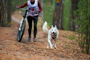 course de chiens de traîneau bikejoring photo