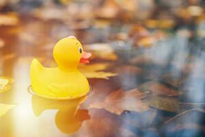 jouet de canard dans une flaque d'automne avec des feuilles photo