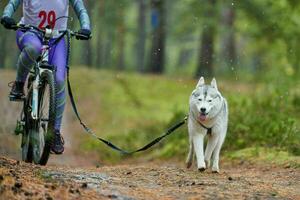 course de mushing de chiens bikejoring photo