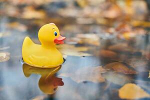 jouet de canard d'automne dans une flaque d'eau avec des feuilles photo