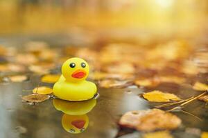 jouet de canard d'automne dans une flaque d'eau avec des feuilles photo