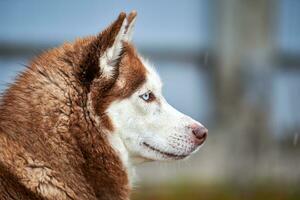 portrait de chien husky photo