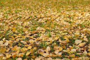 feuilles d'automne dans le parc de la ville photo