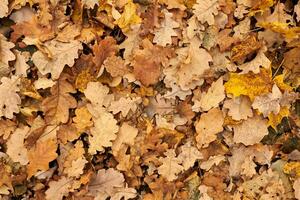 feuilles d'automne, vue de dessus photo