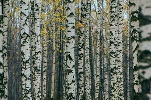 forêt de bouleaux dense photo