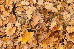 feuilles d'automne, vue de dessus photo