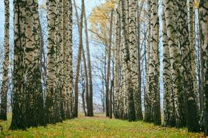 allée de forêt de bouleaux d'automne photo