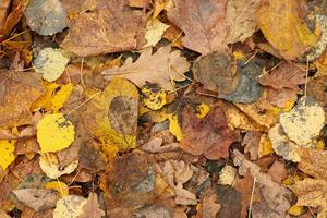 feuilles d'automne, vue de dessus photo
