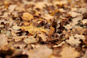 feuilles d'automne dans le parc de la ville photo