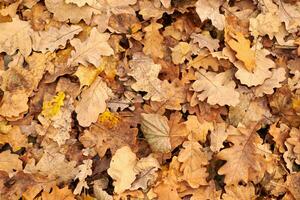 feuilles d'automne, vue de dessus photo