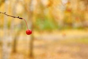 baies de viorne sur les branches photo