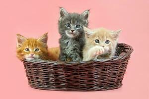 trois chatons maine coon dans le panier photo