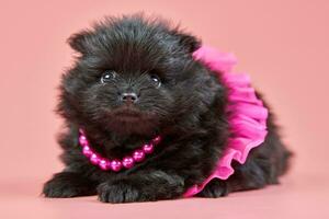 Chiot spitz pomeranian en jupe avec des perles sur fond rose photo