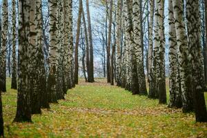 allée de forêt de bouleaux d'automne photo