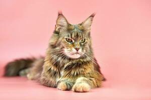 chat maine coon, couleur de pelage écaille de tortue. photo