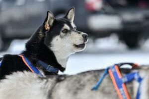 chien husky en marchant photo