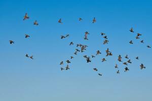 moineau troupeau en volant dans ciel photo