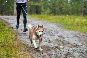 course de mushing canicross photo