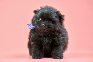 Chiot spitz pomeranian sur fond rose photo