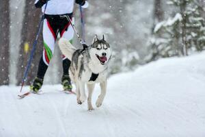 Concours d'hiver de ski joëring pour chiens photo